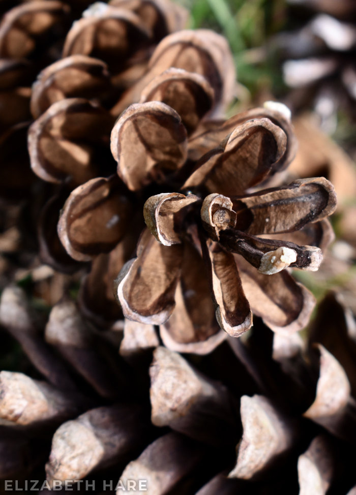 A closer look at the scales that make up a pinecone.